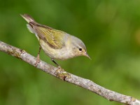 A2Z4209c  Tennessee Warbler (Oreothlypis peregrina)